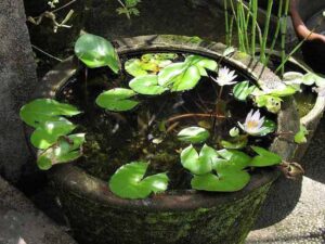 Cach Hoa Giai Phong Thuy Tu Nha Hang Xom Min 1