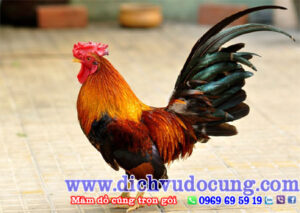 Huong Dan Chuan Bi Ga Cung Tat Nien Ngon Nhat 1 1
