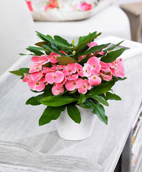 xương rồng bát tiên